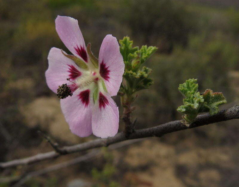 Image de Anisodontea triloba (Thunb.) D. M. Bates