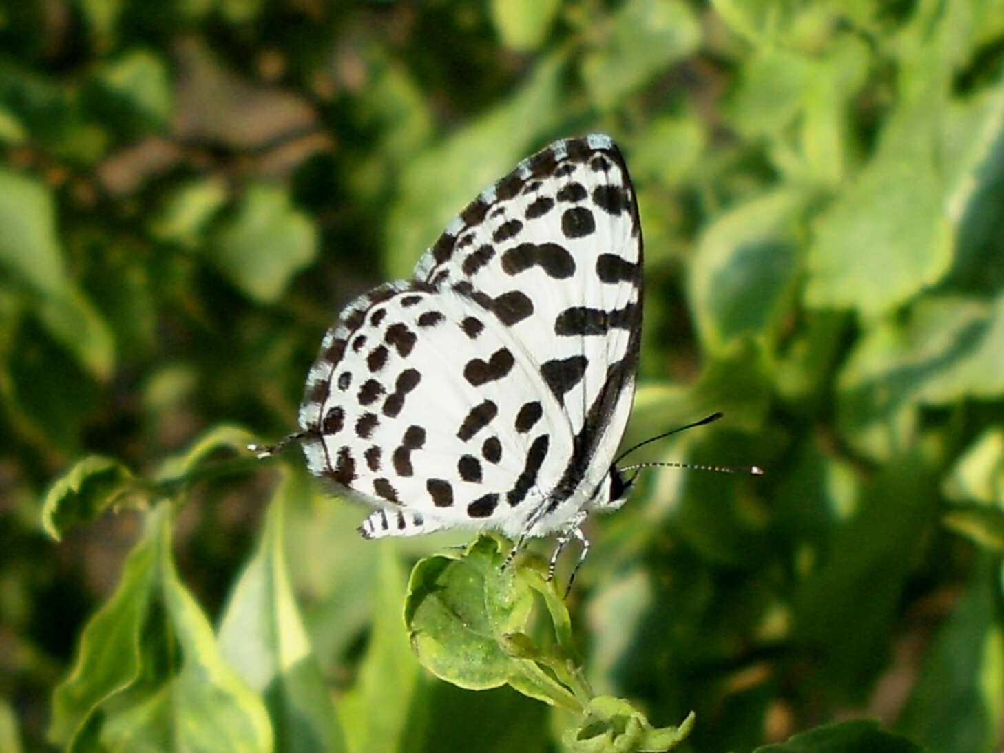 Image of Common Pierrot