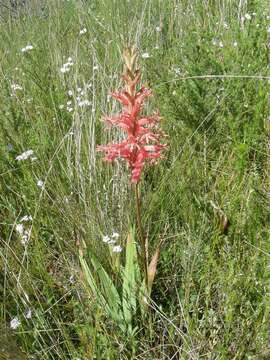 Imagem de Tritoniopsis antholyza (Poir.) Goldblatt