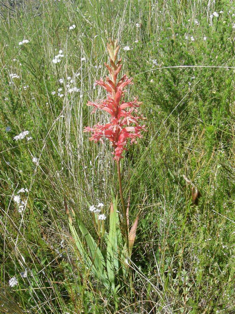 Tritoniopsis antholyza (Poir.) Goldblatt的圖片