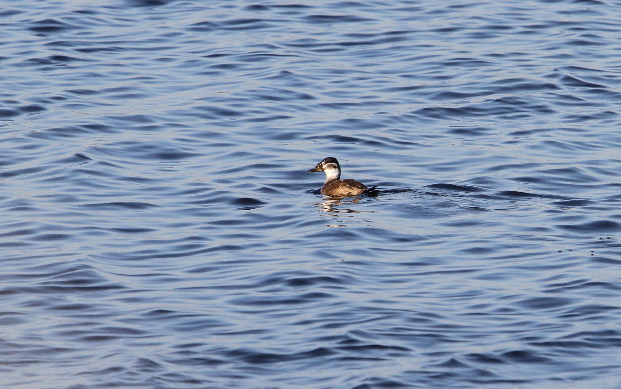 Image of White-headed Duck