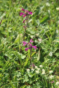 Image of Pedicularis crassirostris Bunge