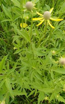 Plancia ëd Ratibida pinnata (Vent.) Barnh.