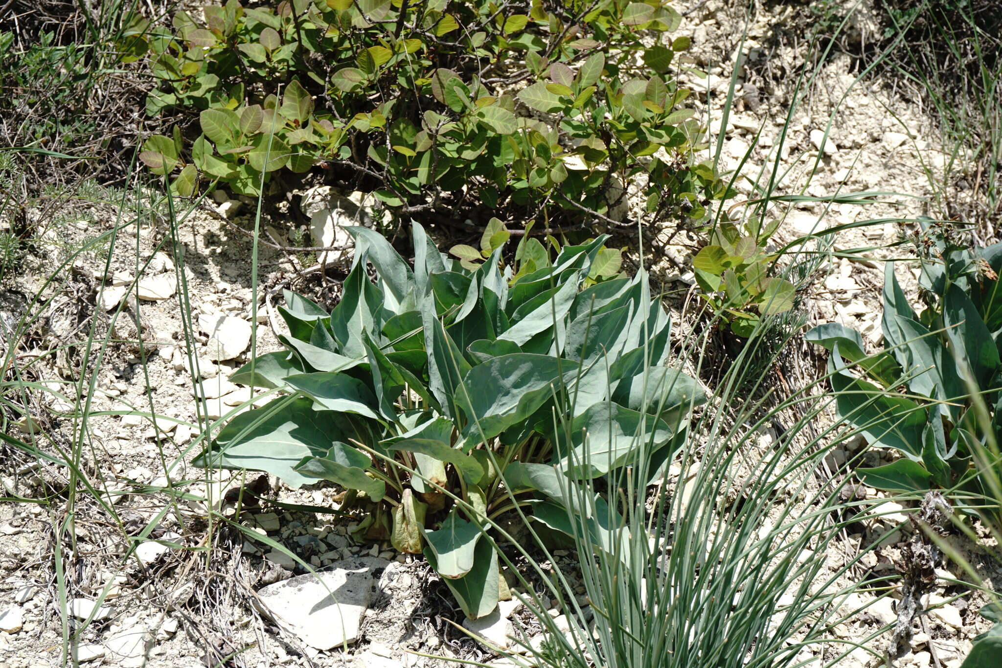 Image of Cynoglossum tetraspis (Pall.) W. Greuter & Burdet