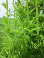 Image of Goosegrass