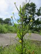 Imagem de Sisymbrium officinale (L.) Scop.