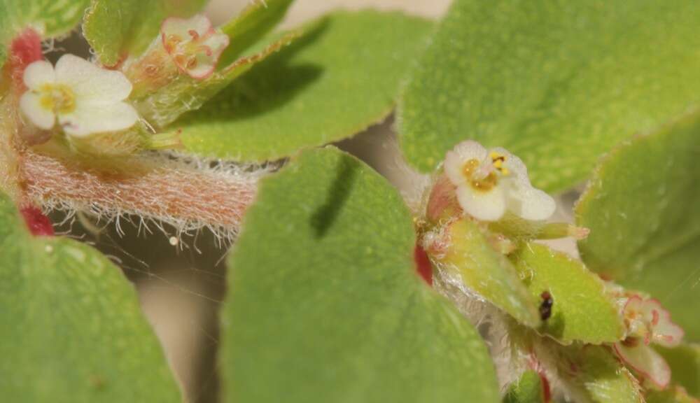 Image of Euphorbia indivisa (Engelm.) Tidestr.