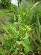 Imagem de Sisymbrium officinale (L.) Scop.