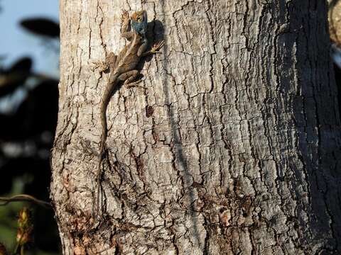 Image of Mozambique Agama