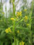 Imagem de Sisymbrium officinale (L.) Scop.