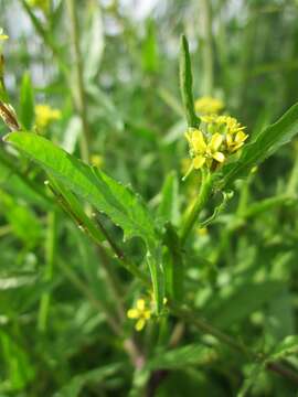 Imagem de Sisymbrium officinale (L.) Scop.