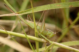 Image of Conocephalus (Conocephalus) doryphorus (Karny 1907)