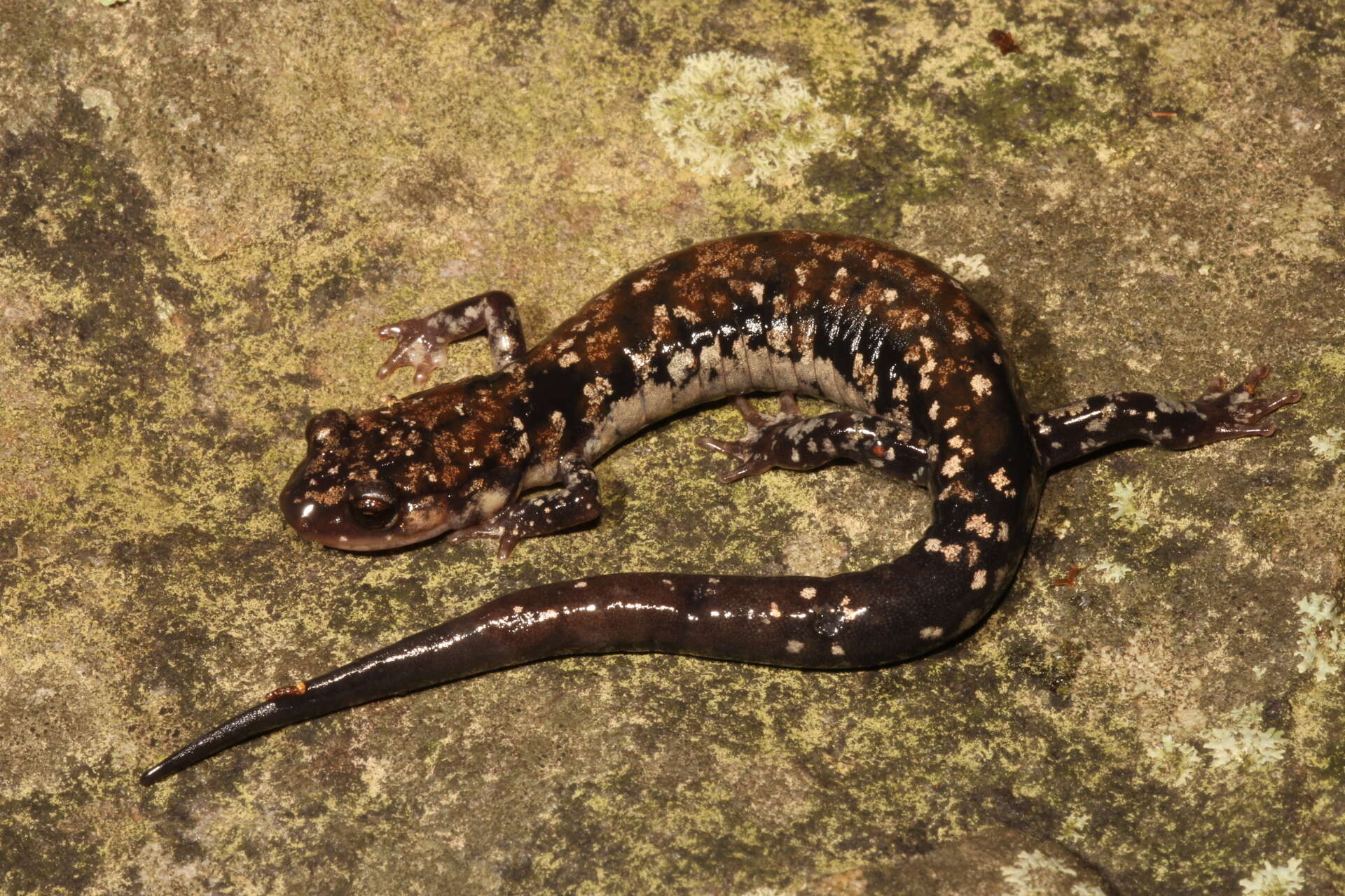 Plancia ëd Plethodon fourchensis Duncan & Highton 1979