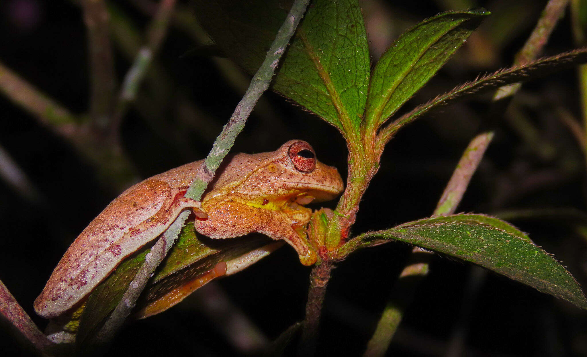 Image of Loquacious Treefrog