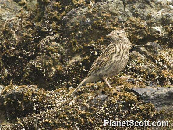 Image of South Georgia Pipit