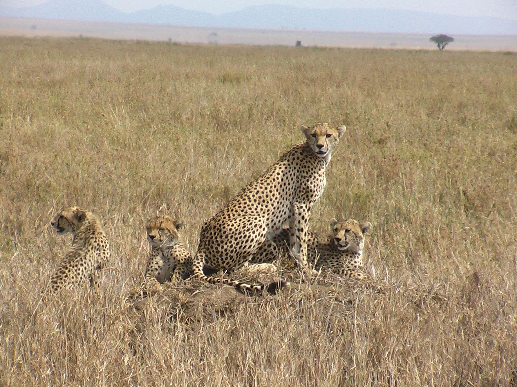 Image of Tanzanian cheetah