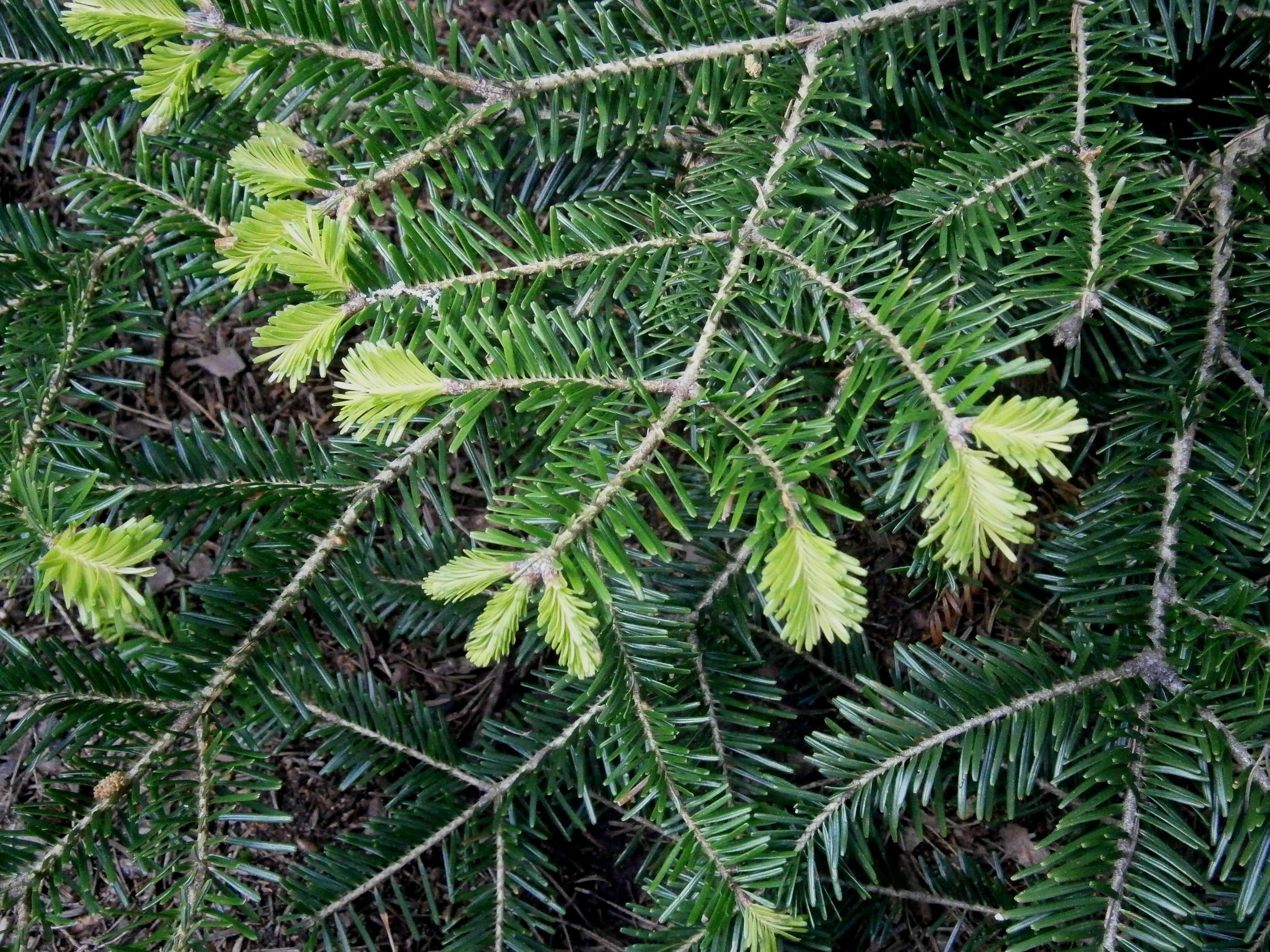 Image of Silver Fir