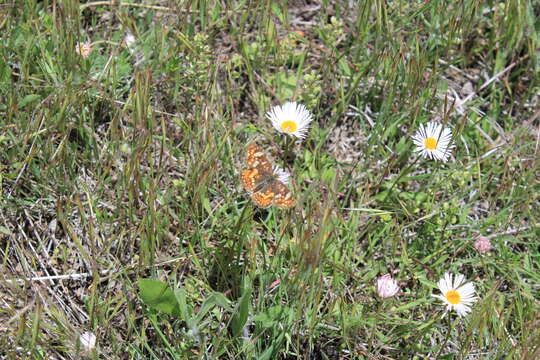 Image of Pearl Crescent