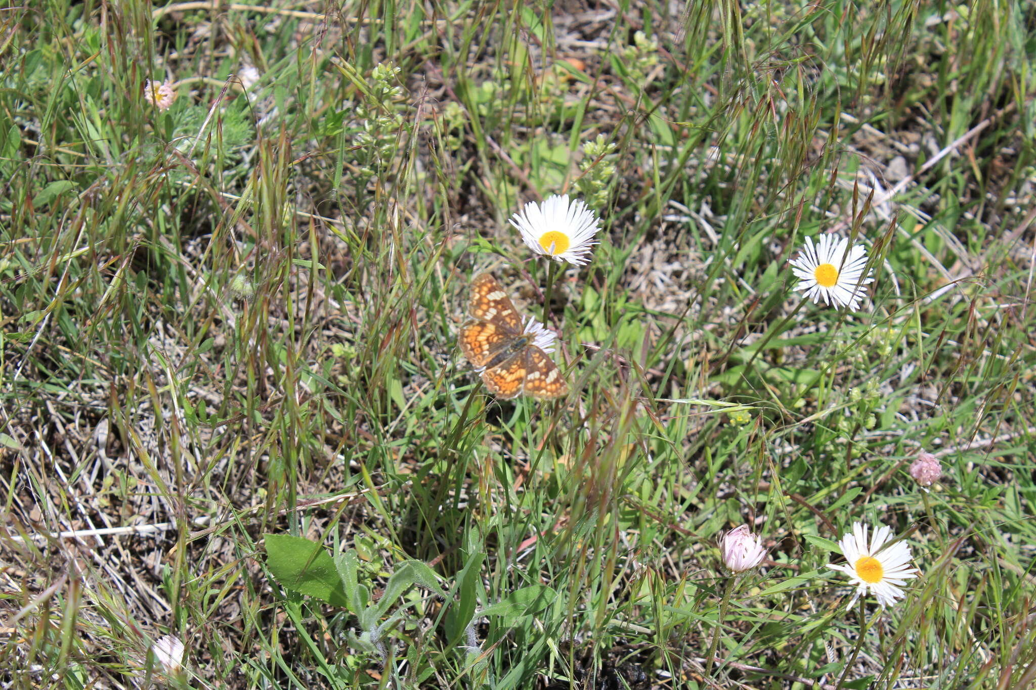 Image of Pearl Crescent