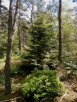 Image of Silver Fir