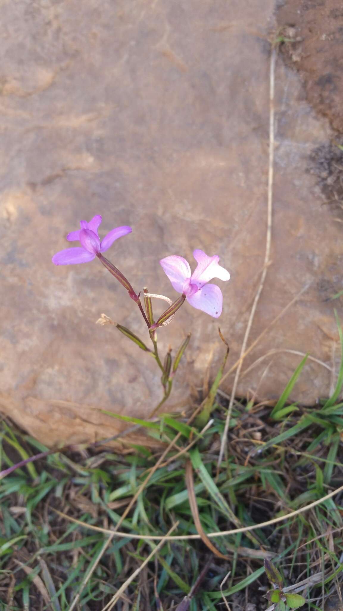 Image of Cynorkis purpurea (Thouars) Kraenzl.