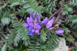 Image of Oxytropis neglecta Ten.