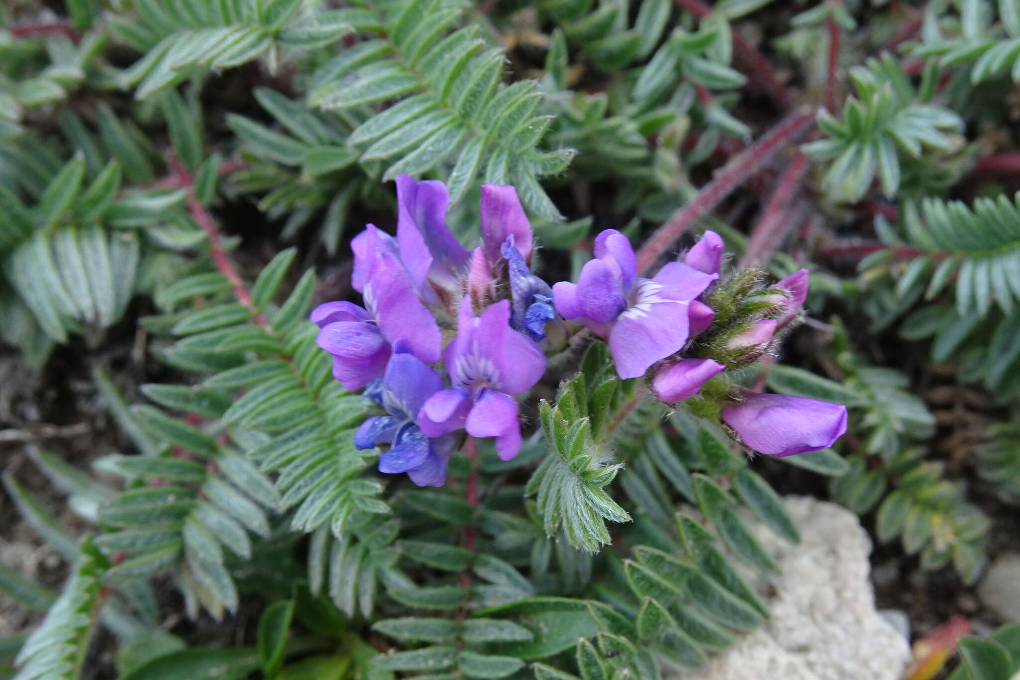 Image of Oxytropis neglecta Ten.