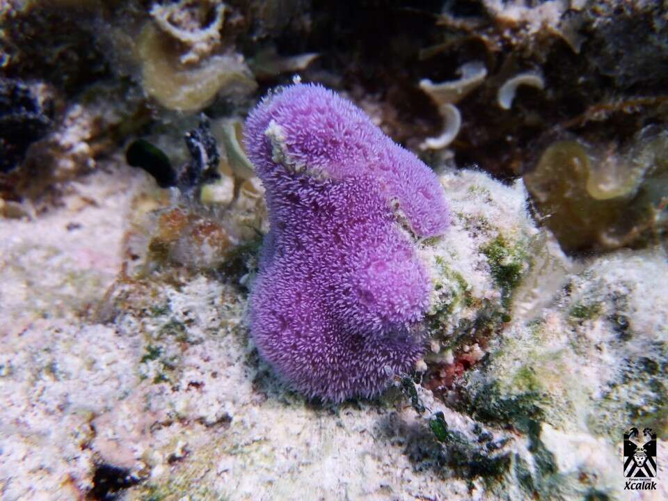 Image of Blue Crust Coral