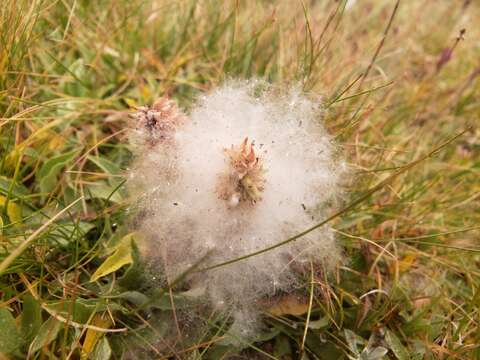 Salix petrophila Rydb. resmi