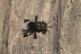 Image of Homotrigona apicalis (Smith 1857)