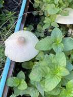 Image of Leucocoprinus tricolor H. V. Sm. 1981