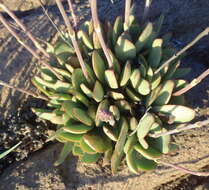 Image of <i>Crassula <i>nudicaulis</i></i> var. nudicaulis