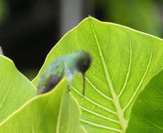 Image of Plain-bellied Emerald