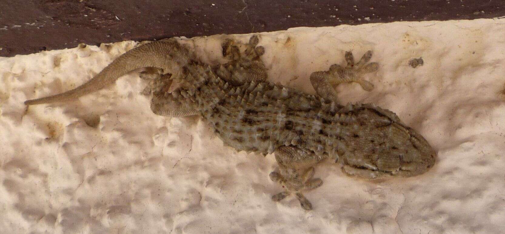 Image of Common Wall Gecko