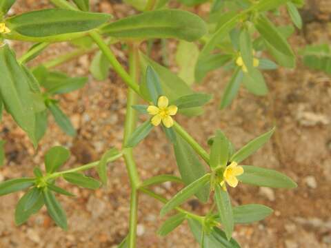 Image of Portulaca mucronata Hort. Vindob. ex Link