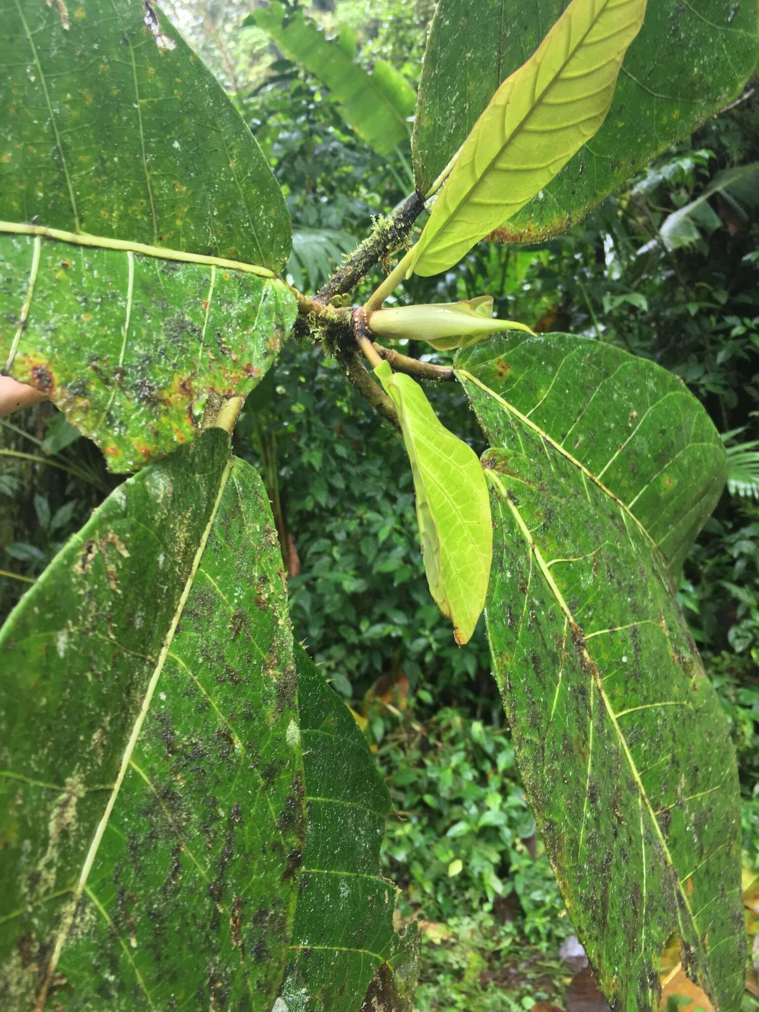 صورة Ficus macbridei Standl.