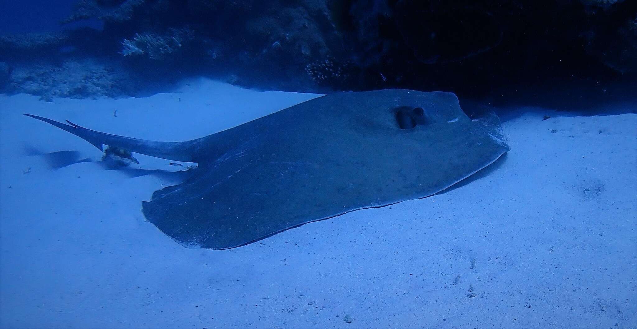 Image of Broad cowtail ray