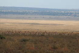 Image of Black Springbok