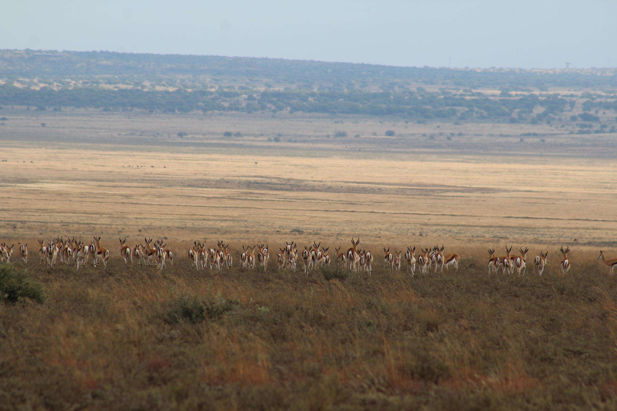 Image of Black Springbok