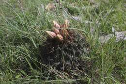 Image of Coryphantha georgii Boed.