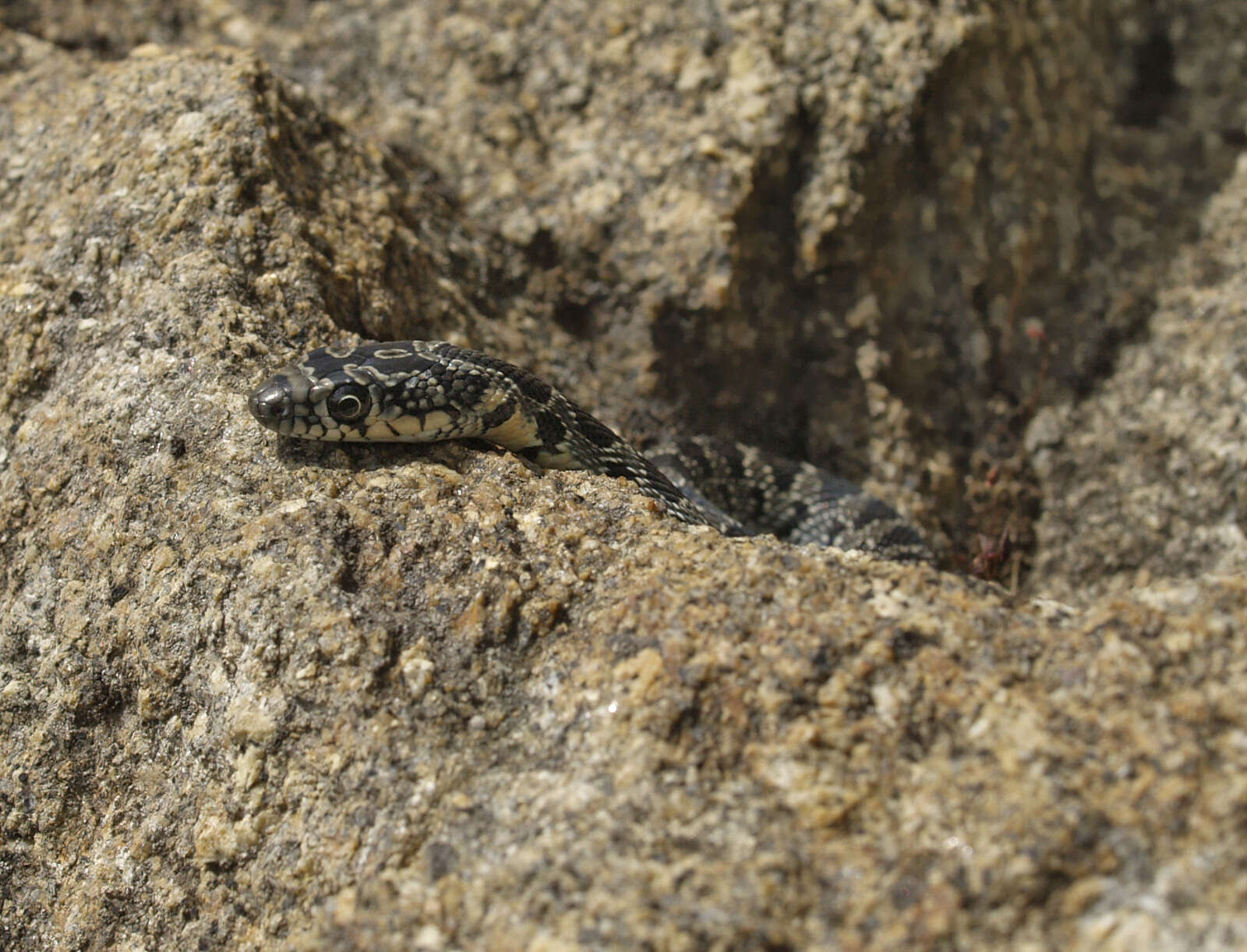 Sivun Hemorrhois hippocrepis (Linnaeus 1758) kuva