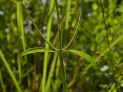 Pycnanthemum flexuosum (Walter) Britton, Sterns & Poggenb. resmi