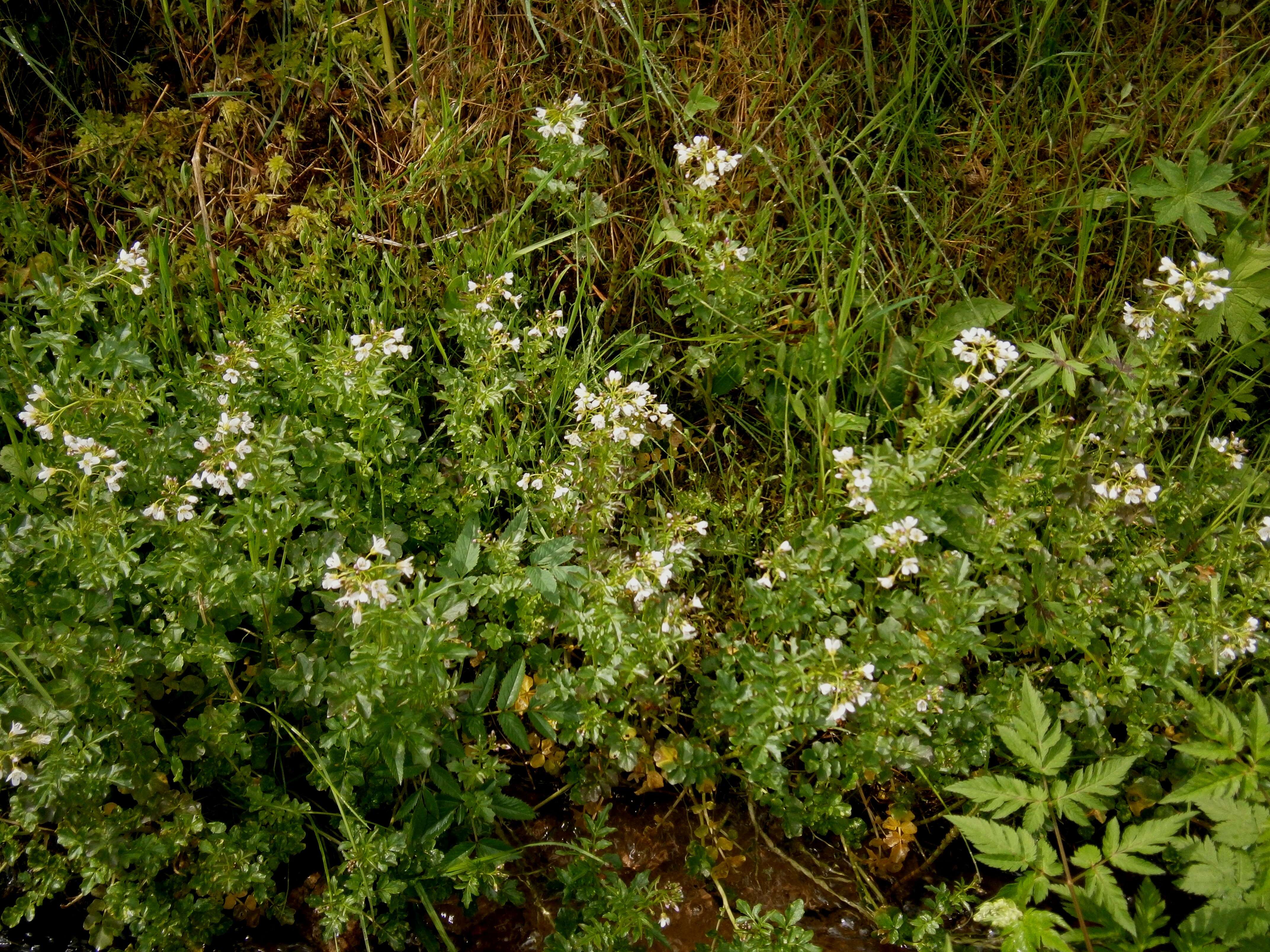 Image of Large Bittercress