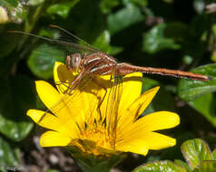 Image of Two-striped Skimmer