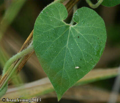 Image of Trellis-vine