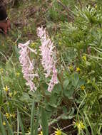 Image of Corydalis glaucescens Regel