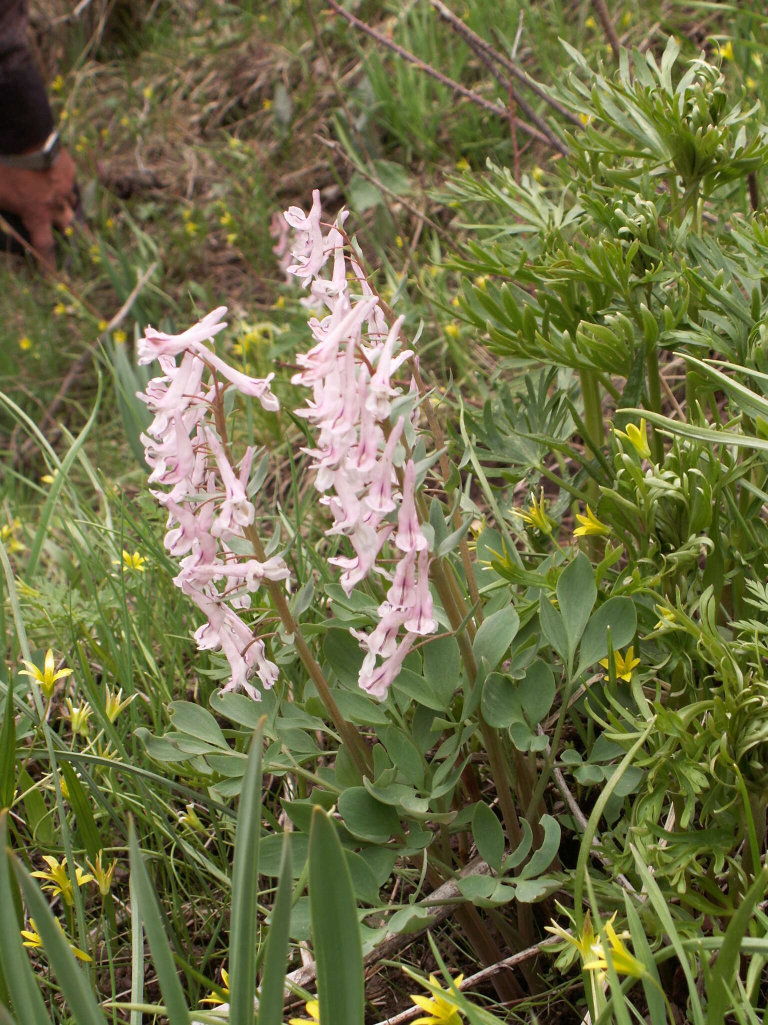 Image of Corydalis glaucescens Regel