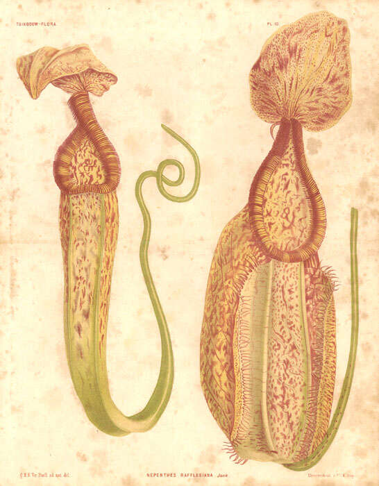 Image of Raffles' pitcher plant