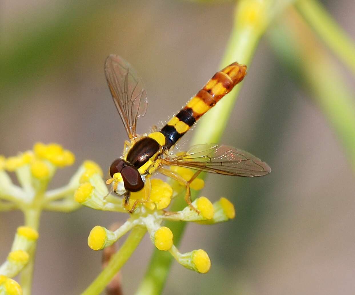 Sphaerophoria scripta (Linnaeus 1758) resmi