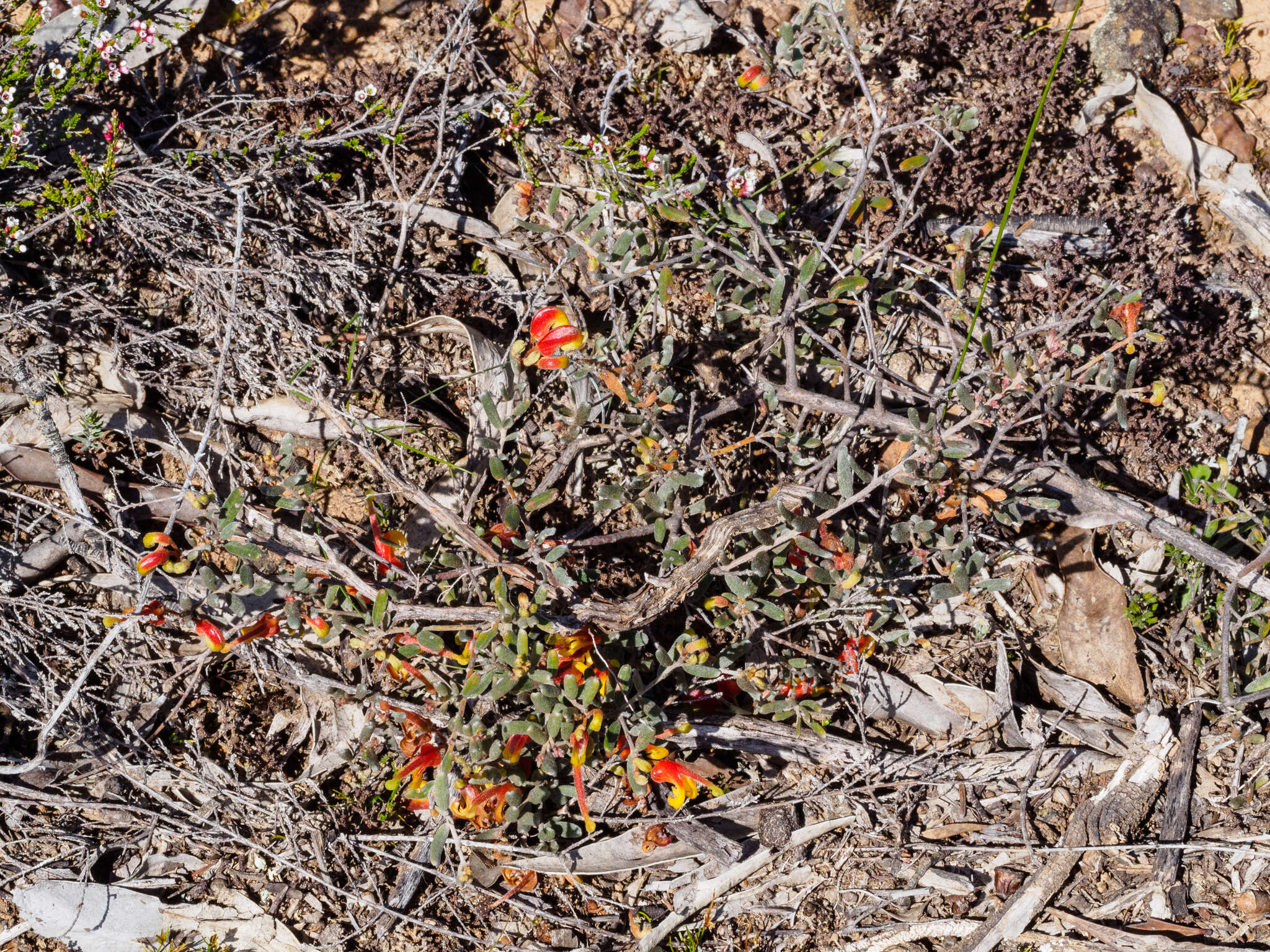 صورة Grevillea alpina Lindl.